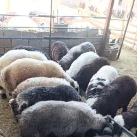 بره نر چاق