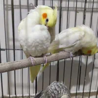 چهار تا عروس هلندی