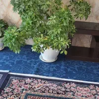گل زیبا