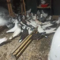 کفتر