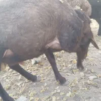 قوچ افشار ژن همو