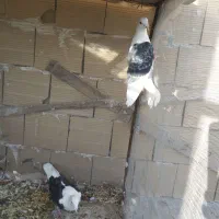 نر پشتدار آلمانی|پرنده|محمدیه-قزوین, |دیوار