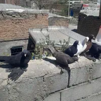 کبوتر