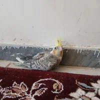 دوتا جوجه عروس سرلاکی نر سوپر تاج|پرنده|کوهدشت, |دیوار