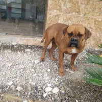 سگ گمشده