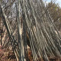 نهال صنوبر سیاه (قره) با گارانتی رشد