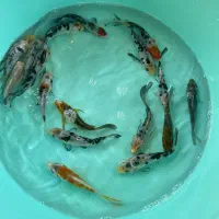 ماهی عمده|ماهی|خرمشهر, |دیوار