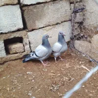 جفت جوجه سبز مسافتی