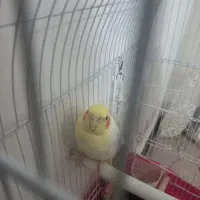 عروس هلندی|پرنده|شیروان (خراسان), |دیوار