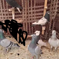 کفتر گلی نر