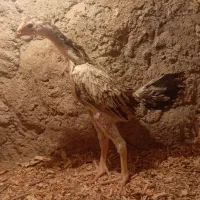 جوجه مرغ اوشامو نسل ونژاد معتبرووارداتی