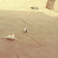 چند عدد کبوتر پرشتی|پرنده|ویسیان, |دیوار