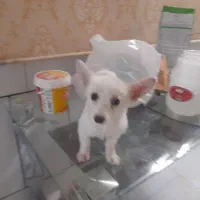 سگ اشپیتز|سگ|کاشان, ولیعصر|دیوار