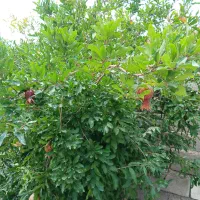 فروش تجاری مسکونی در شوط