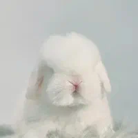 خرگوش کوچولو سفید