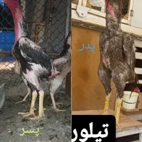جوجه لاری اوشامو آلمانی