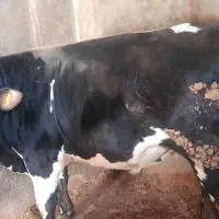 گوساله نر سیمینتال