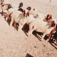 بره گوسفند|حیوانات مزرعه|اهواز, گلدشت|دیوار