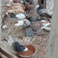 فروش ۱۴ عدد کبوتر