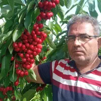 درختکاری|خدمات باغبانی و درختکاری|محمدشهر, شهرک پیام (مهرالبرز)|دیوار