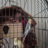 عروس هلندی|پرنده|محمدشهر, محمدشهر|دیوار