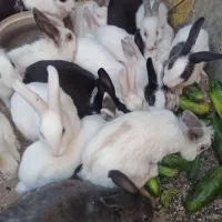 خرگوش