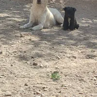 توله پاکوتاه