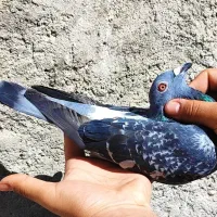 5 عدد مسافتی