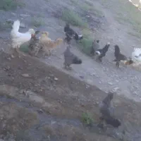 مرغ و خروس لهستانی سلطان