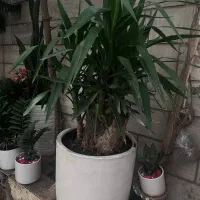 یوکا بزرگ تنه دار سانسوریا|گل و گیاه طبیعی|تهران, ائمه اطهار|دیوار