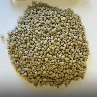 فروش بذر گندم پیشگام