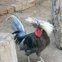 خروس لهستانی|حیوانات مزرعه|بومهن, |دیوار