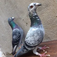 کبوتر خطدار و رنگه شهرستان