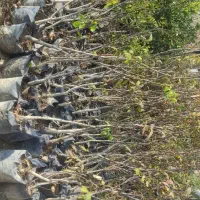 نهال  و گل و گیاه  زینتی