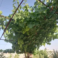 فروش خانه باغ مسکونی تمام کار در تربر جعفری|فروش خانه و ویلا|شیراز, داریون|دیوار