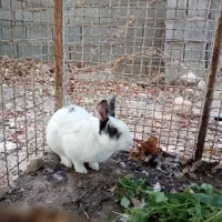 اُردک وخرگوش درکوار|حیوانات مزرعه|کوار, |دیوار