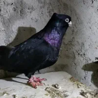 صرب|پرنده|مسجد سلیمان, |دیوار