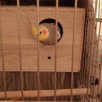 فروش فوری دوتا عروس هلندی