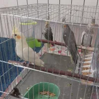 عروس هلندی جوجه 2 الی 3 ماهه دونخور|پرنده|اصفهان, پوریای ولی|دیوار