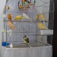 تعدادی قناری سوپری  نر قرص شلاقی بخون