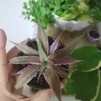 هویا کری ابلق..بگونیا بال فرشته.کریپتانوس|گل و گیاه طبیعی|نیشابور, شهرک فرهنگیان|دیوار