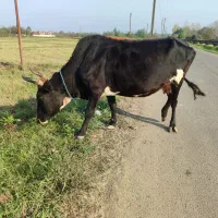 گاو با گوساله نر