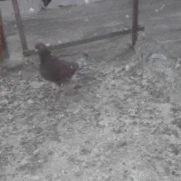 دوتاکفترنر|پرنده|صفادشت, |دیوار