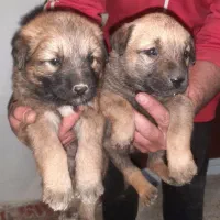 توله مالینویز اصیل جفتش ماده هست|سگ|تهران, جیحون|دیوار