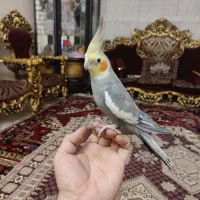 عروس هلندی
