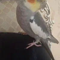 عروس هلندی جفت مولد با قفس و تجهیزات