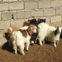 نر کره ماده کره|حیوانات مزرعه|کرمان, |دیوار