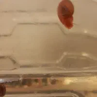 حلزون|خزنده|مشهد, کوی دروی|دیوار