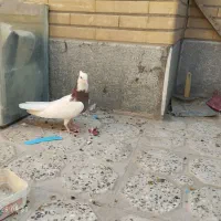 طوقی دم سفید|پرنده|اصفهان, سودان|دیوار