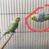 فروش پرنده